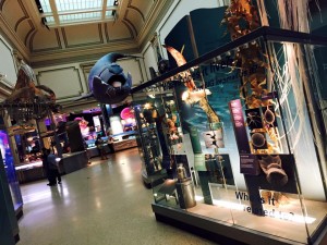 11990571_446538455529664_7615508616326422186_n